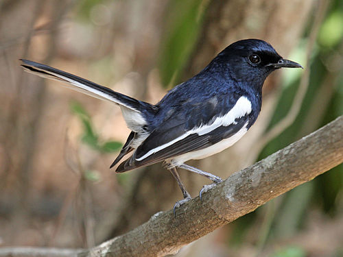 Madagascan magpie-robin